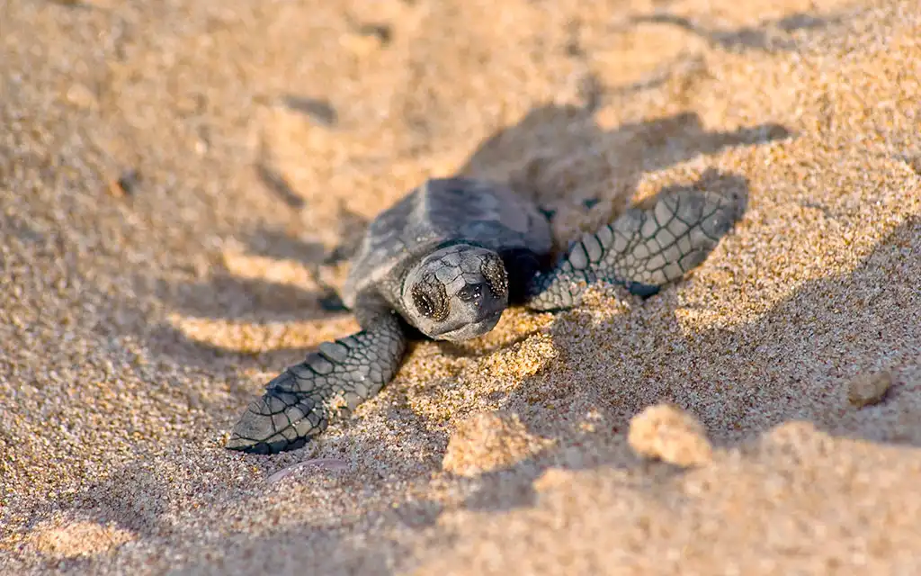 Baby Sea Turtle Release Program in Cabo San Lucas | BookCabo